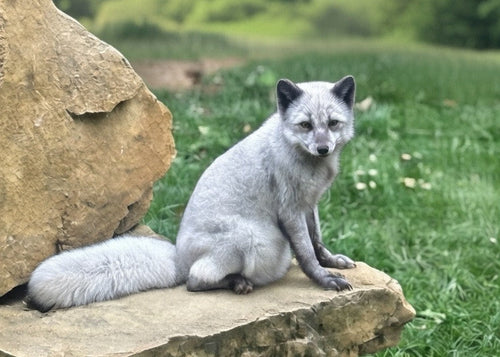 ’Artic Fox’ magnet