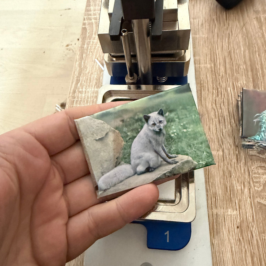 ’Artic Fox’ magnet preview