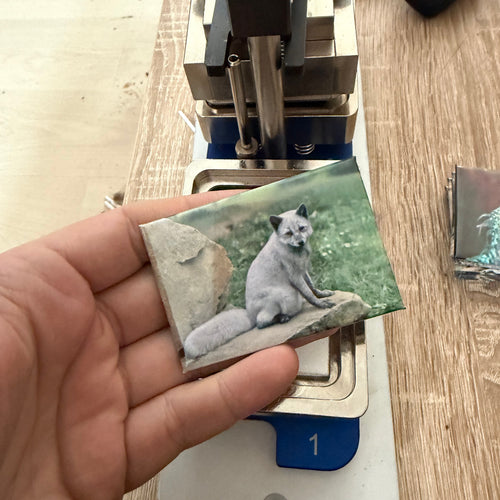 ’Artic Fox’ magnet preview