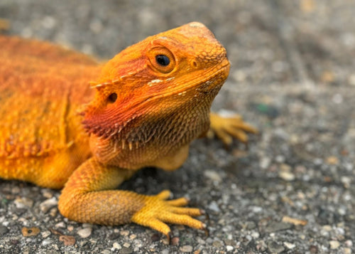 ‘Bearded Dragon’ magnet