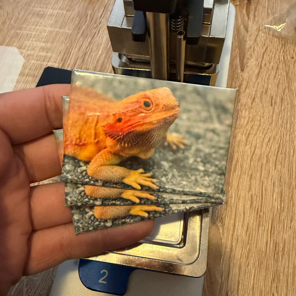 ‘Bearded Dragon’ magnet preview