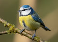 Blue Tit magnet