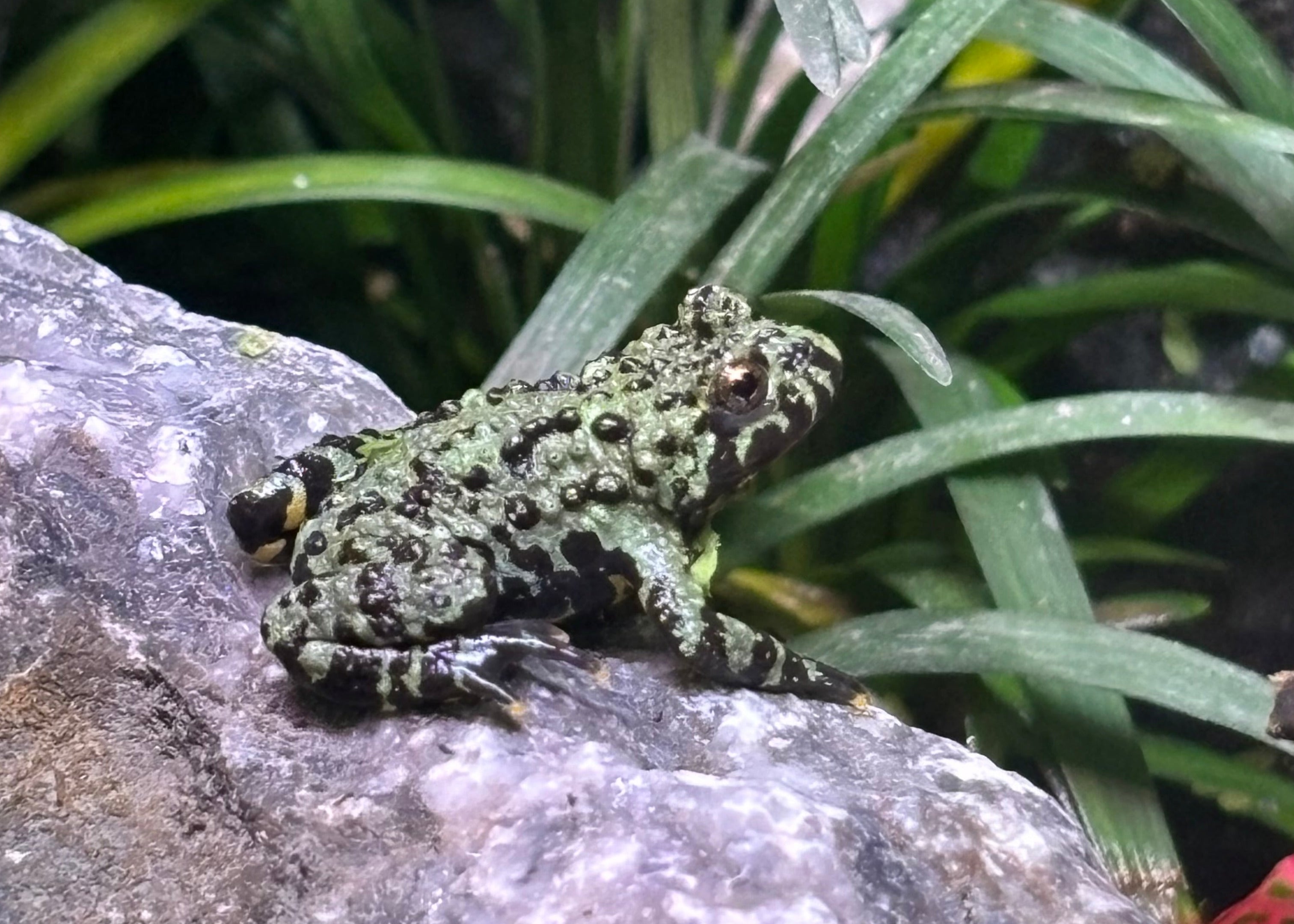 ‘Bombina Orientalis’ magnet
