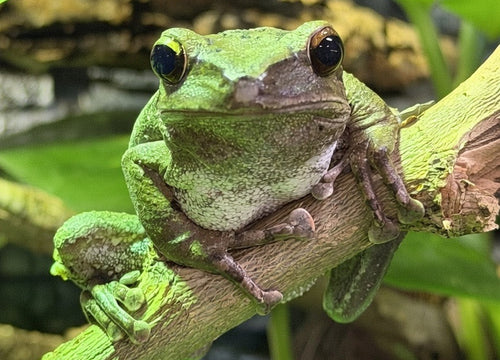 ‘Brown Treefrog’ magnet