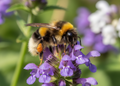 Buff-Tailed Bumblebee on purple wildflower collecting pollen