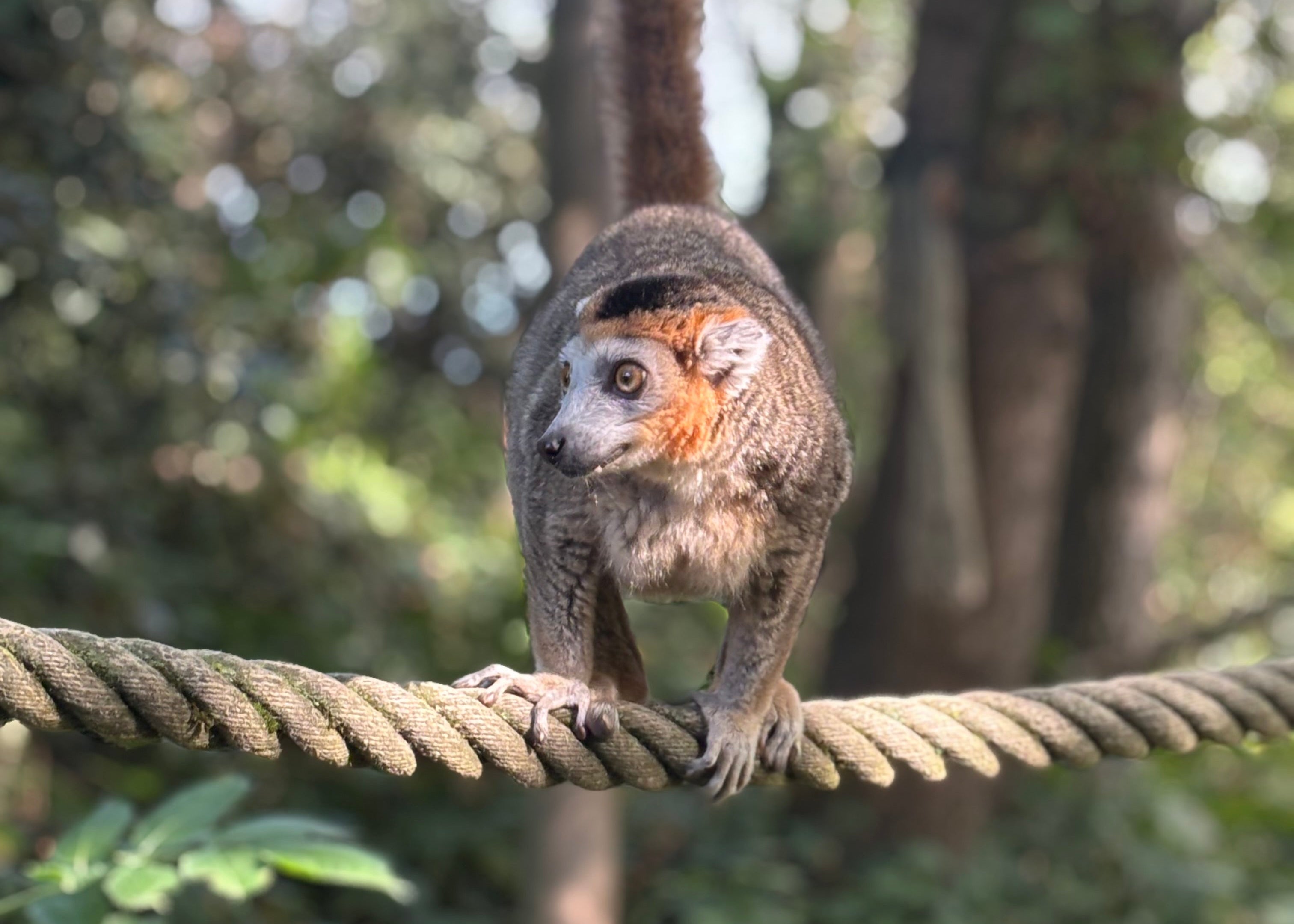 ‘Crowned Lemur’ magnet
