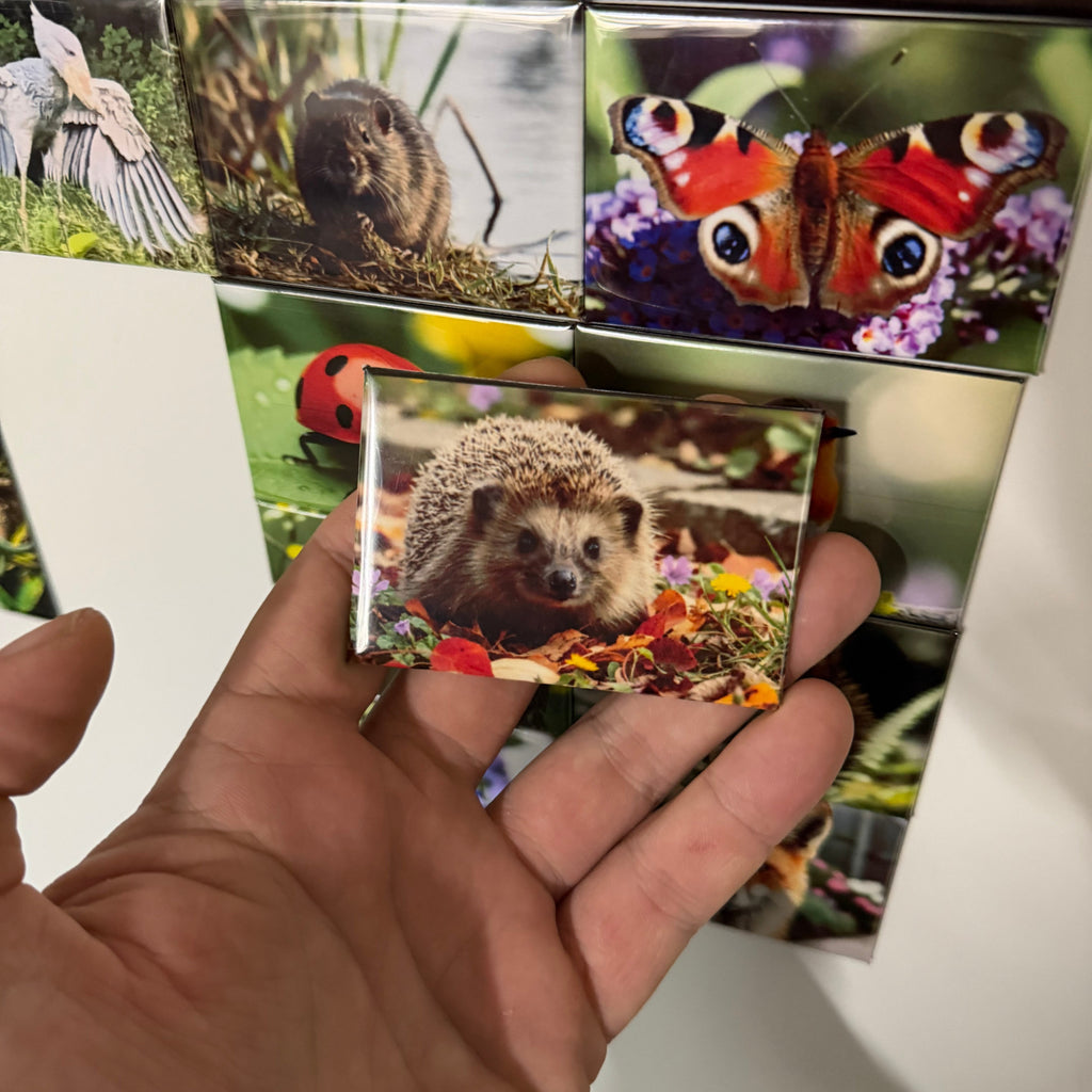 European Hedgehog magnet preview