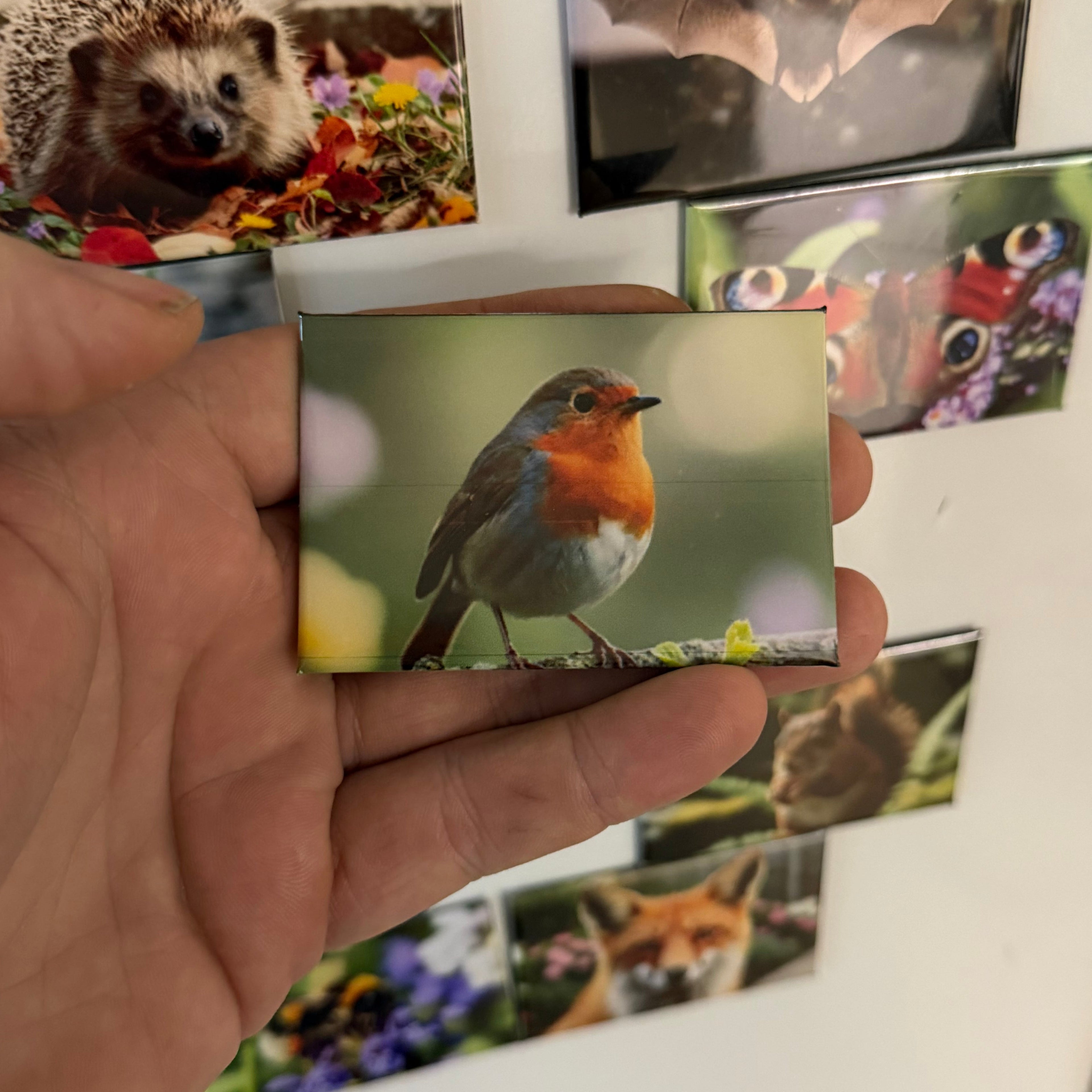 European Robin magnet preview