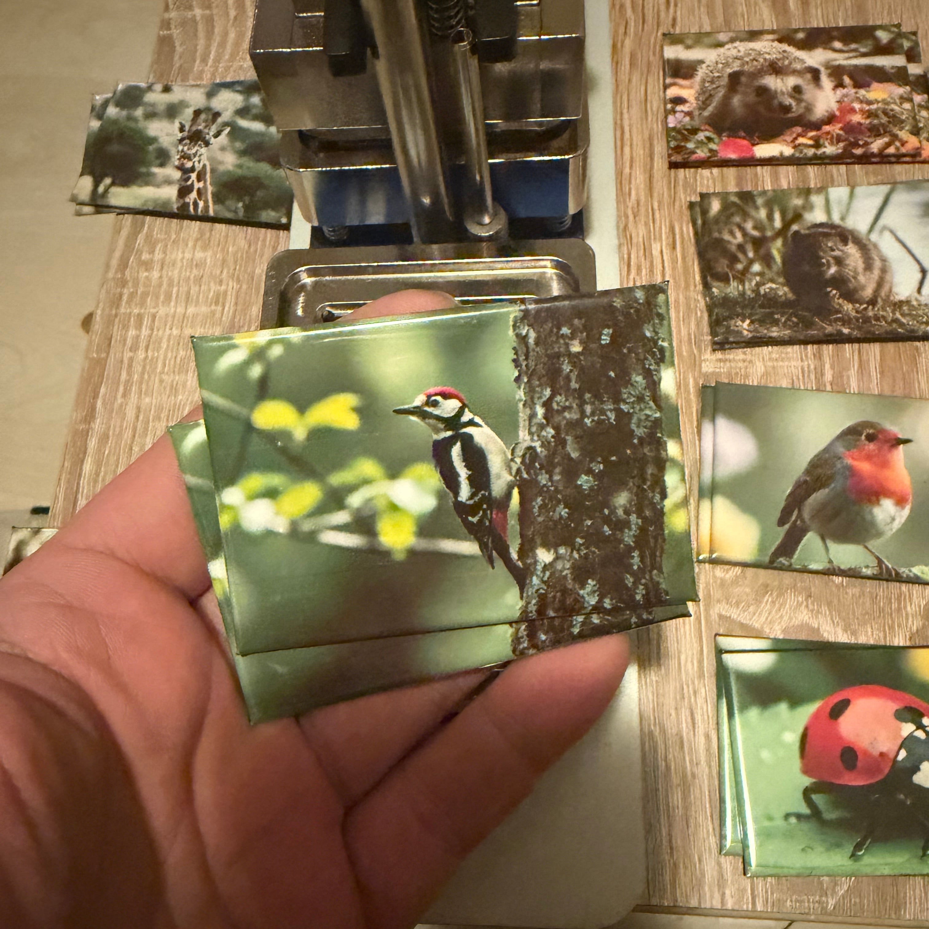 Great Spotted Woodpecker magnet preview
