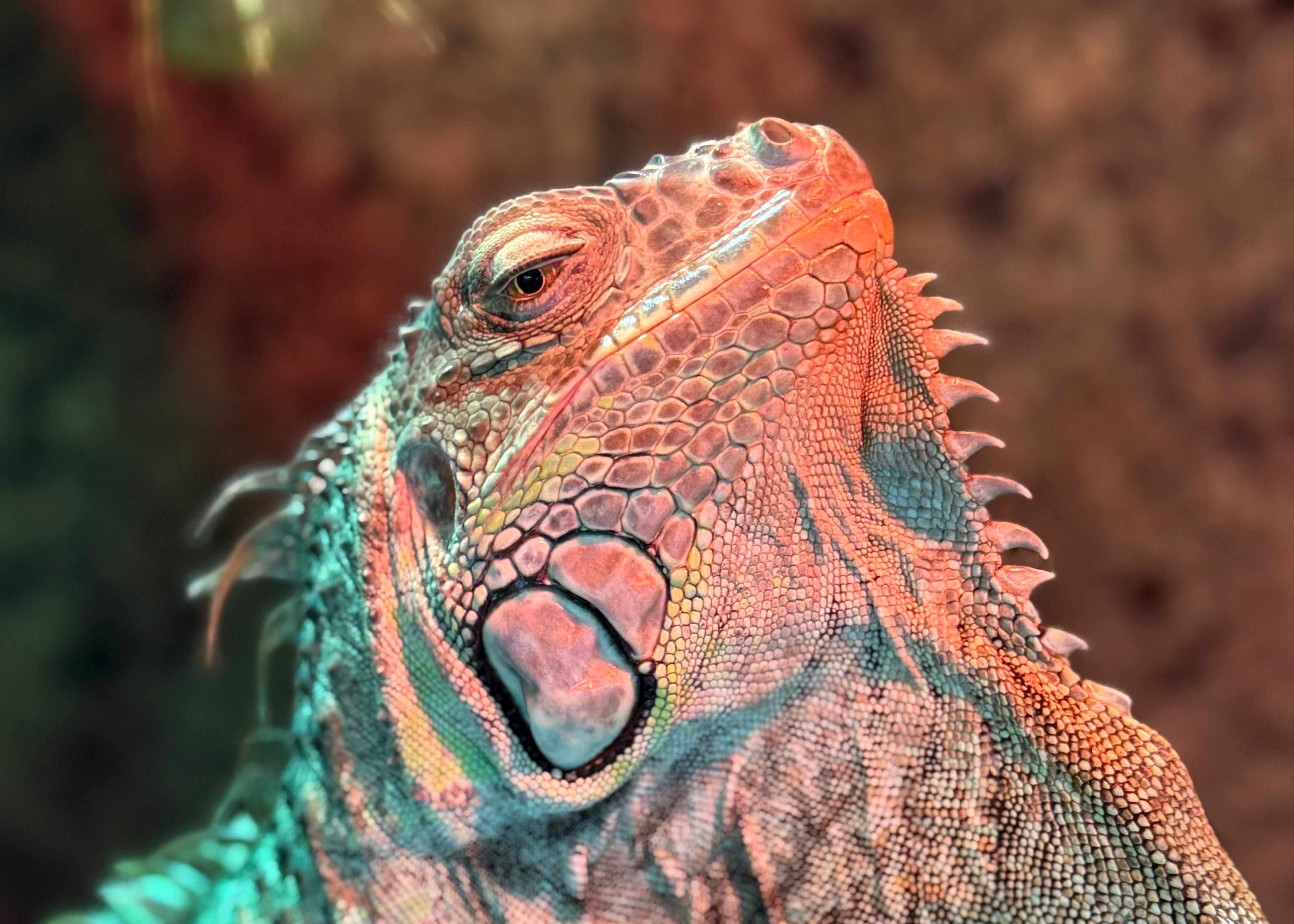 ‘Green Iguana’ magnet