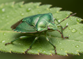 Green Shield Bug magnet