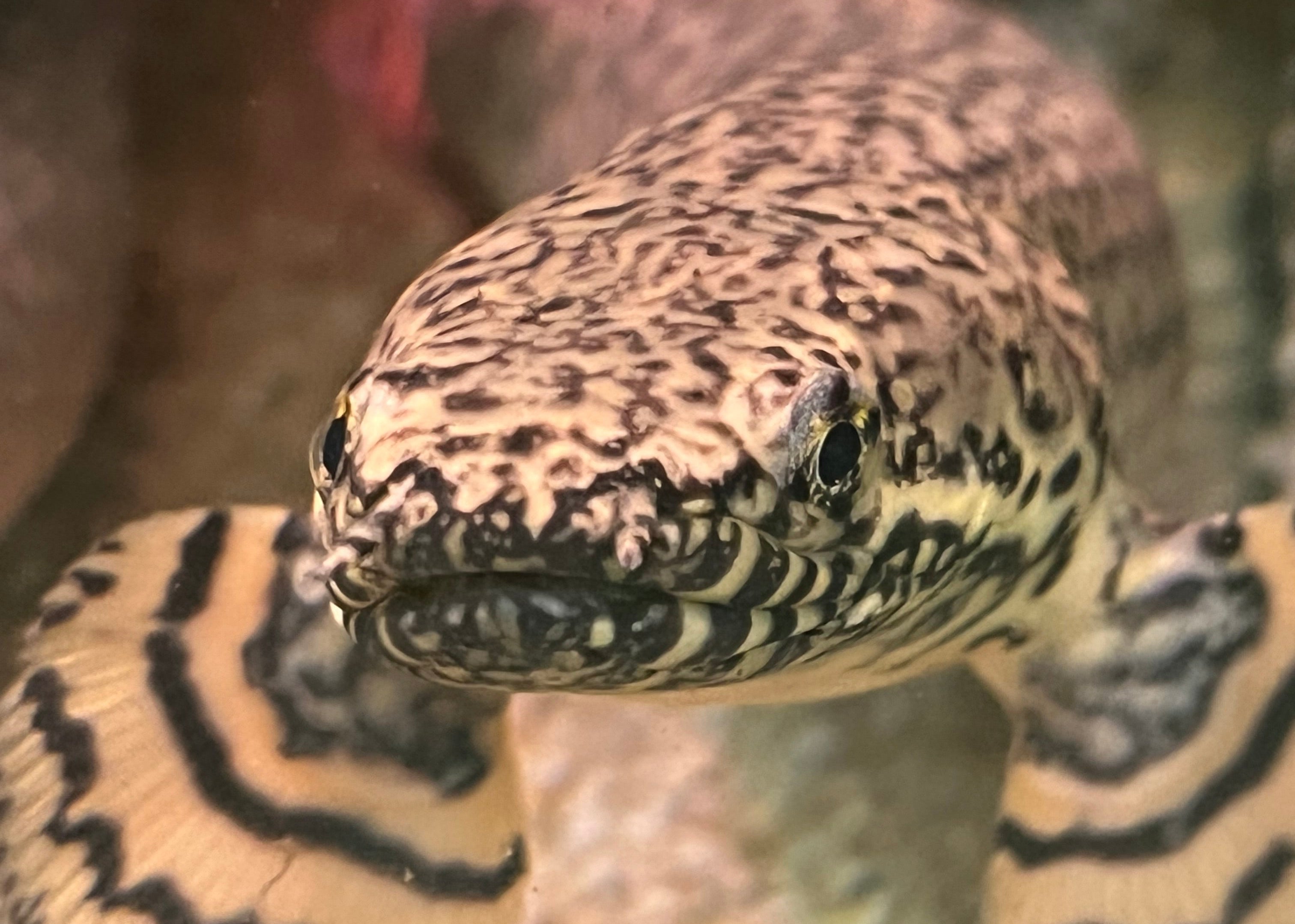 ‘Ornate Bichir’ magnet