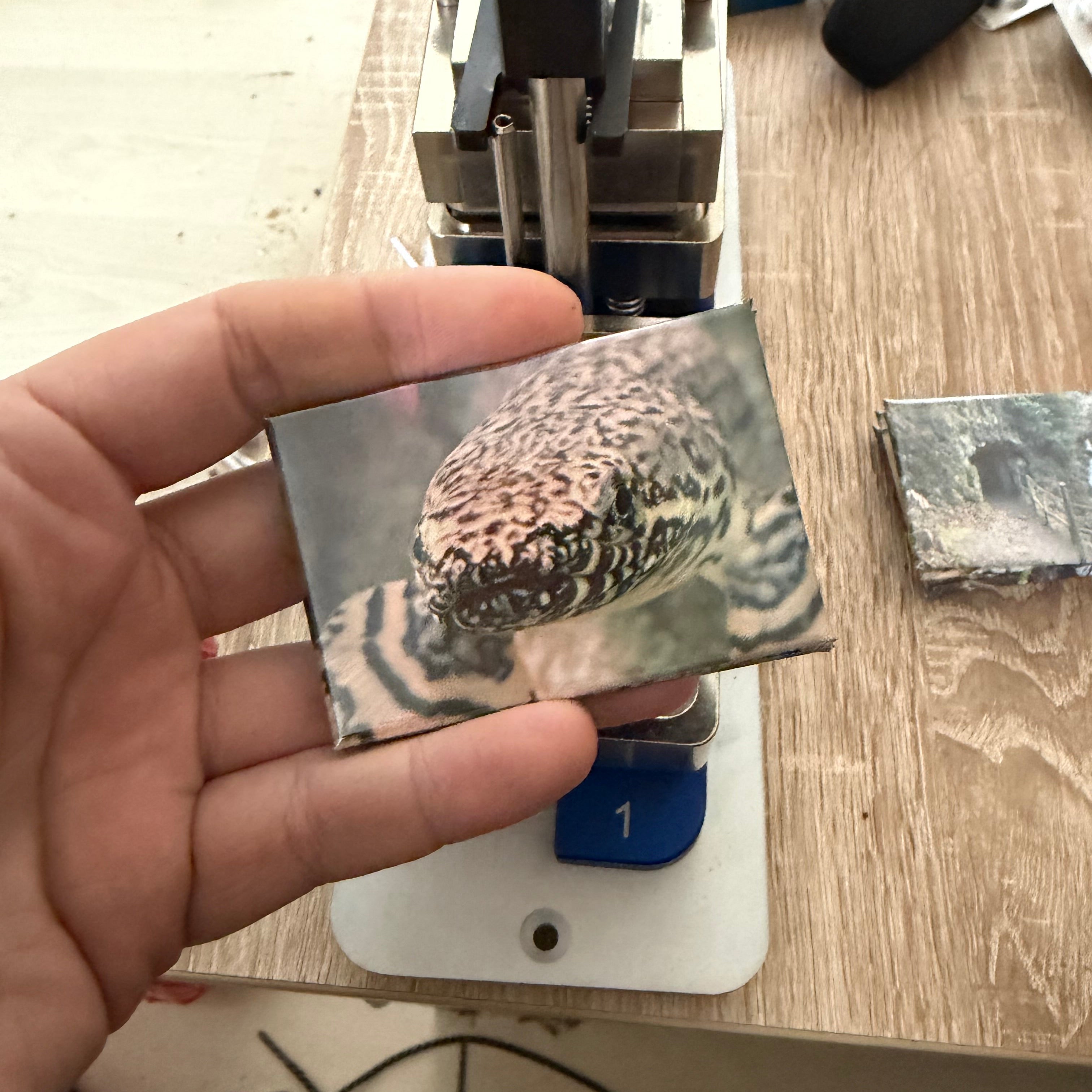 ‘Ornate Bichir’ magnet preview