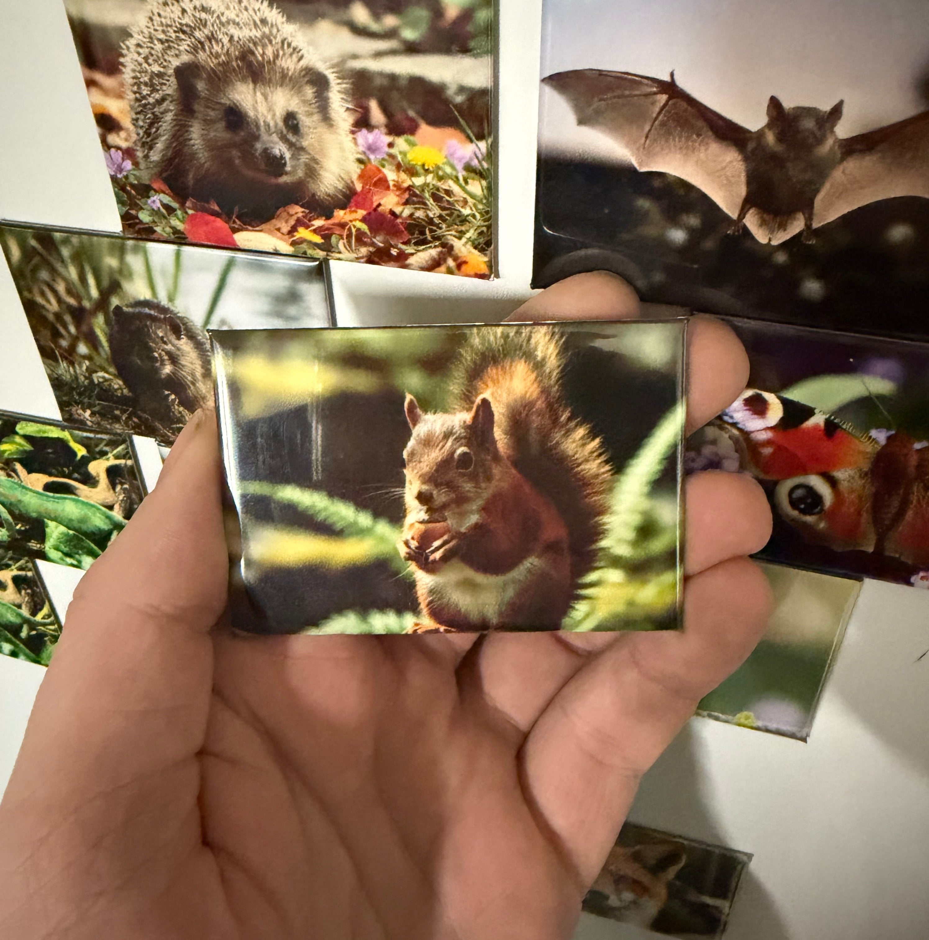 Red Squirrel magnet Preview 