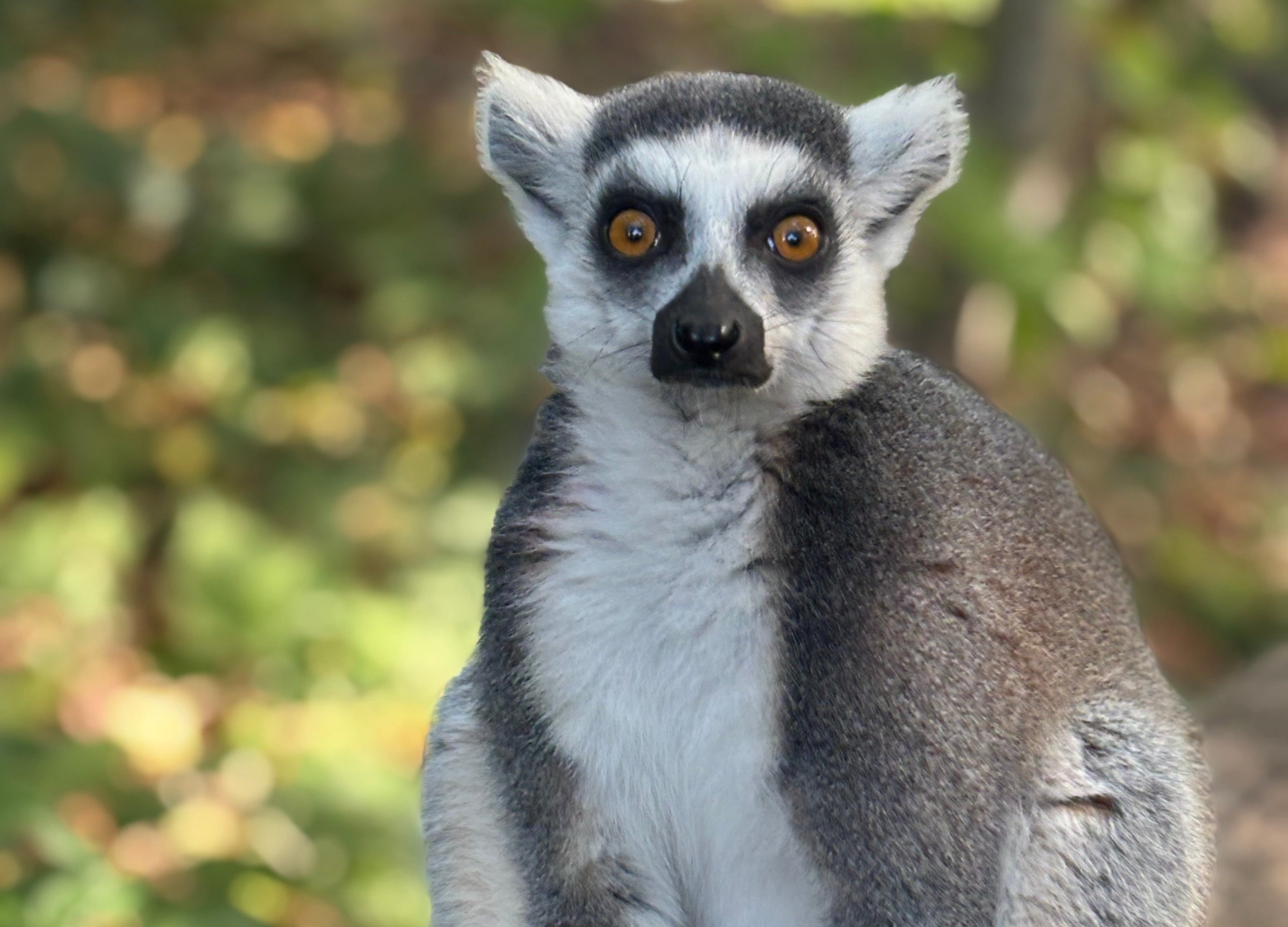 ‘Ring Tailed Lemur’ magnet