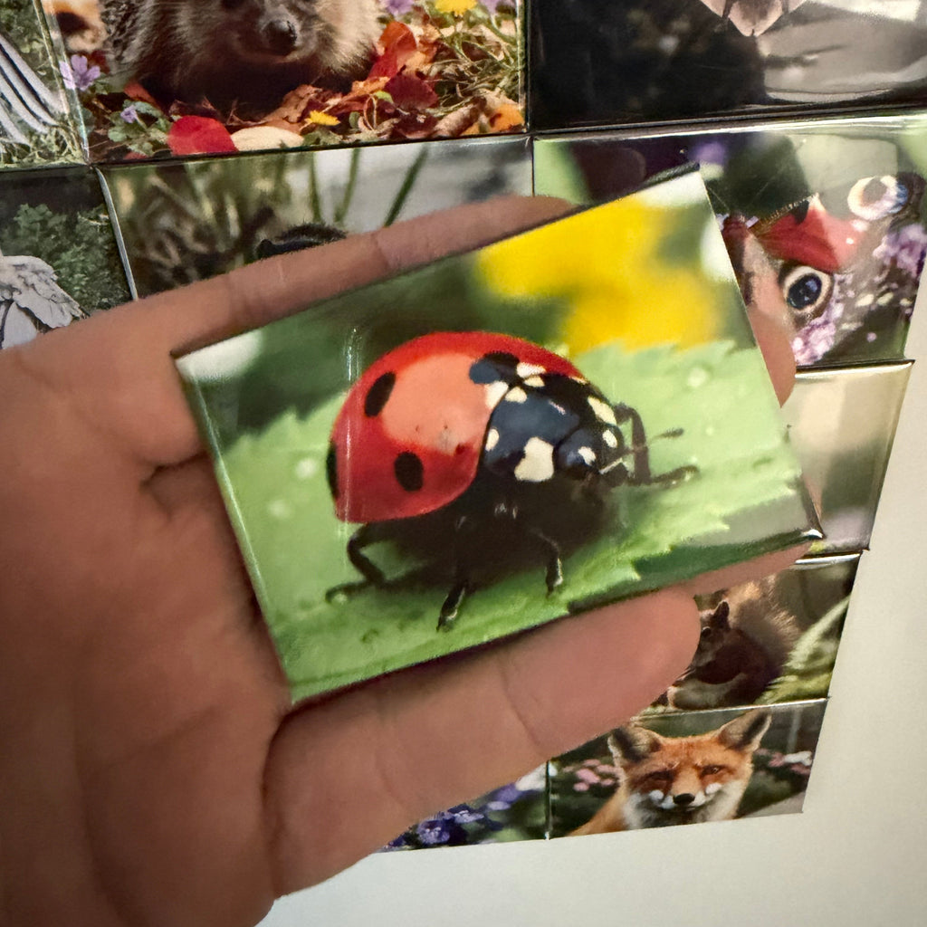 Seven-Spot Ladybird magnet preview
