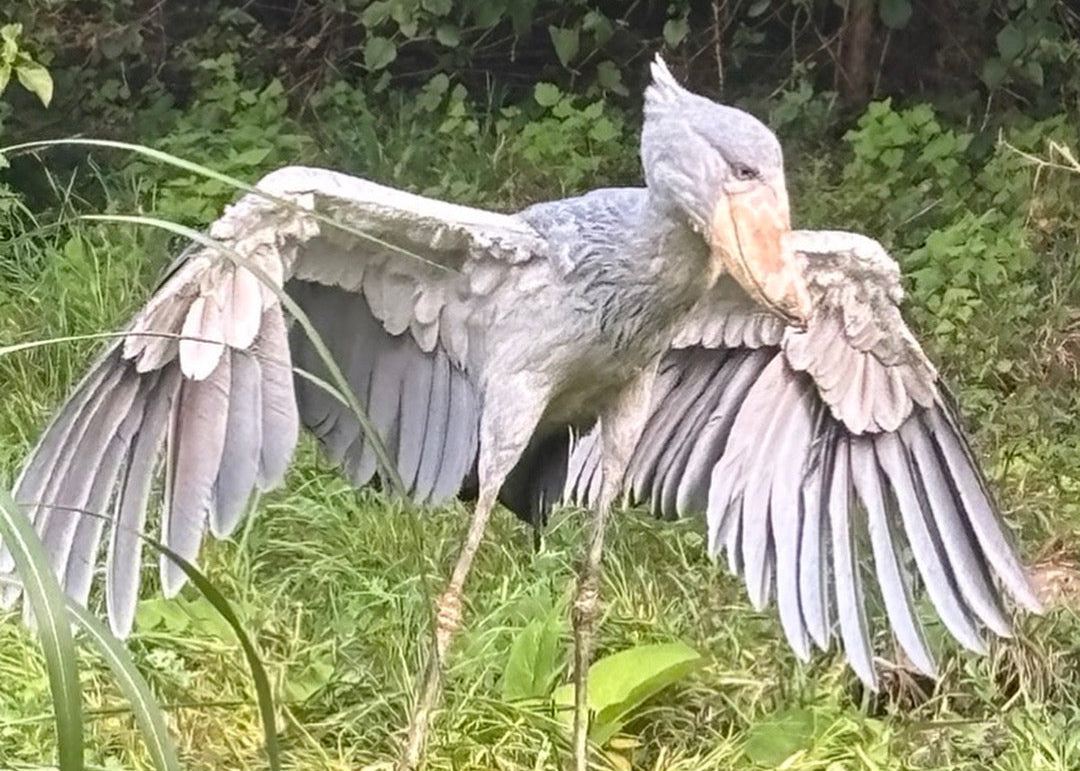 Shoebill Stork Magnet