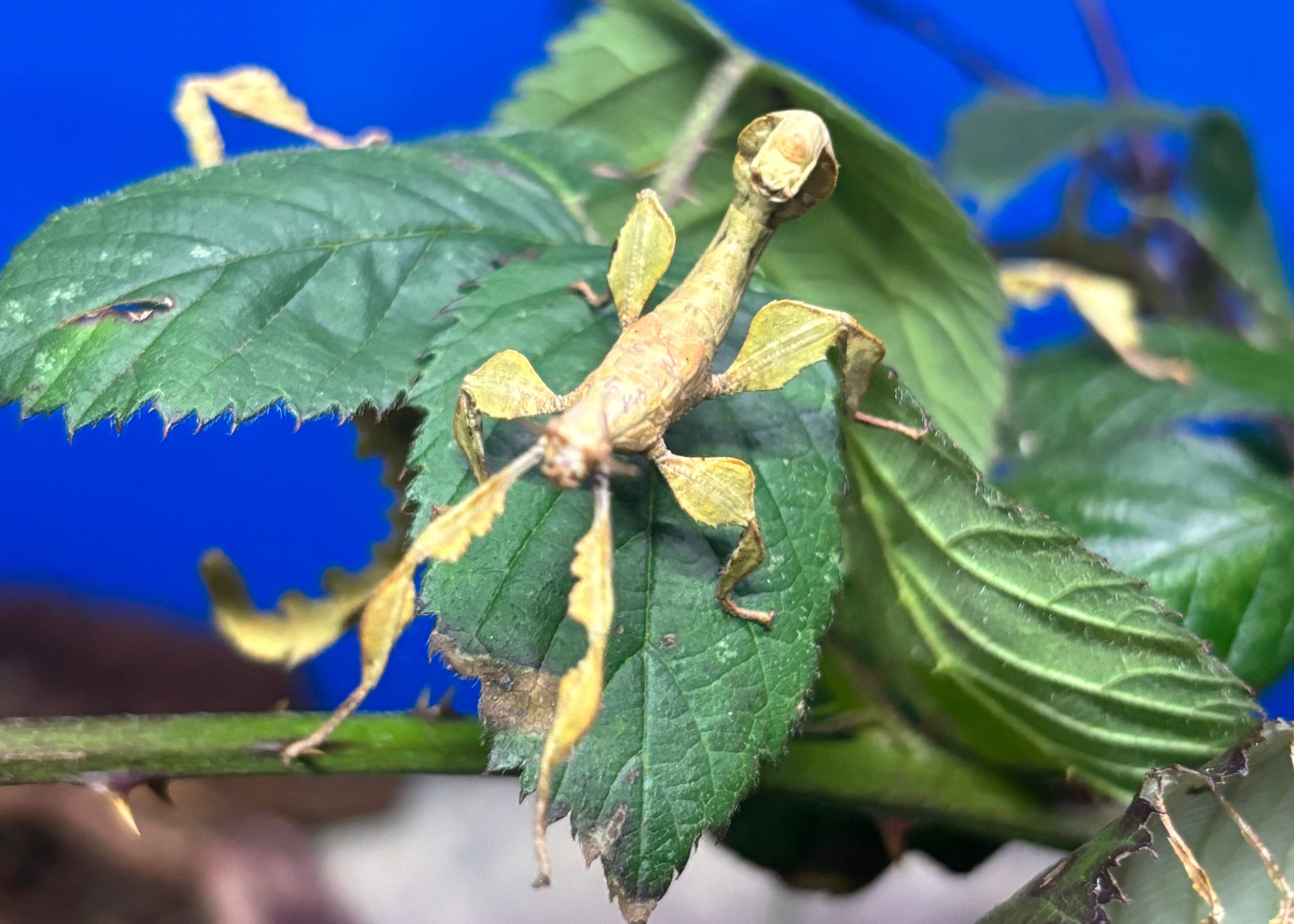 ‘Spiny Leaf Insect’ magnet