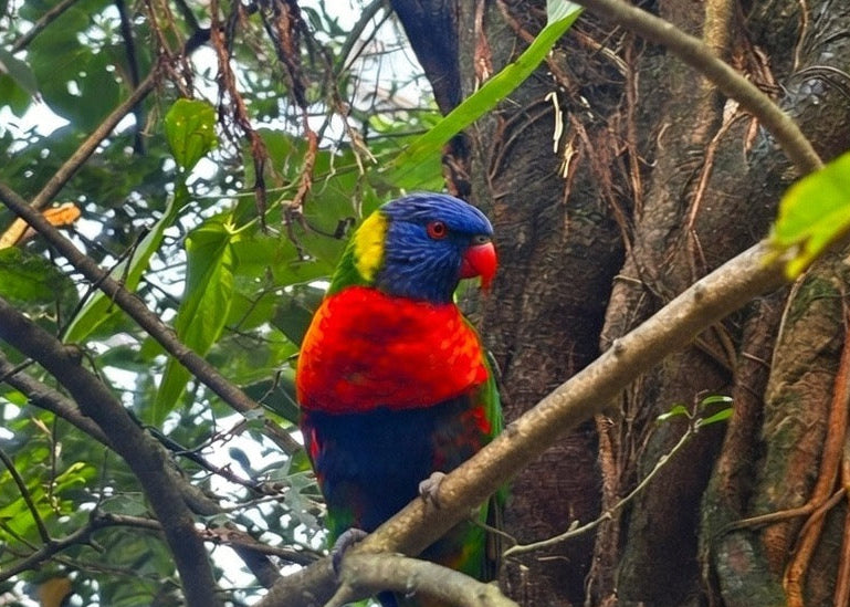 ‘Sunset Lorikeet’ magnet