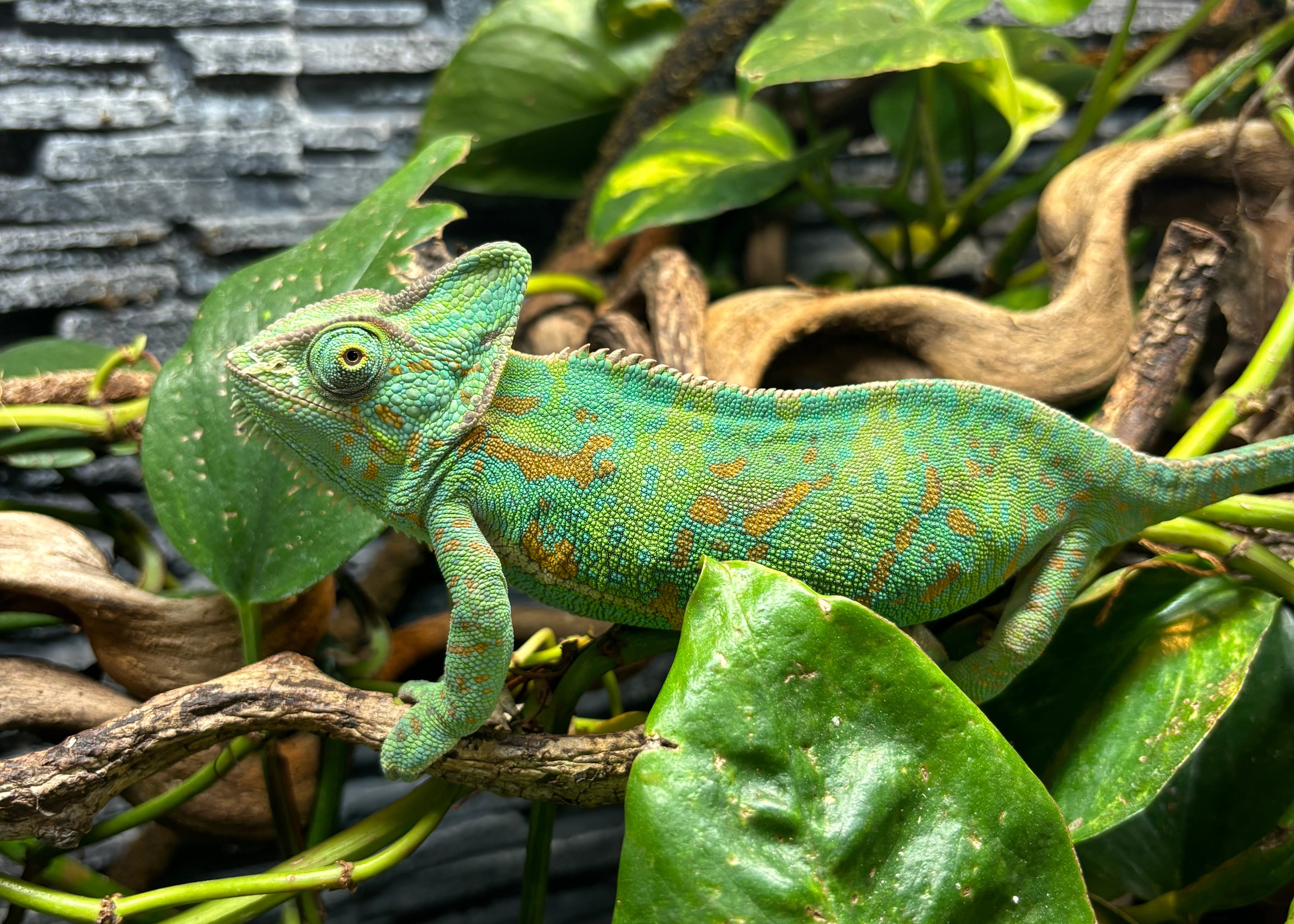 ‘Yemen Chameleon’ magnet